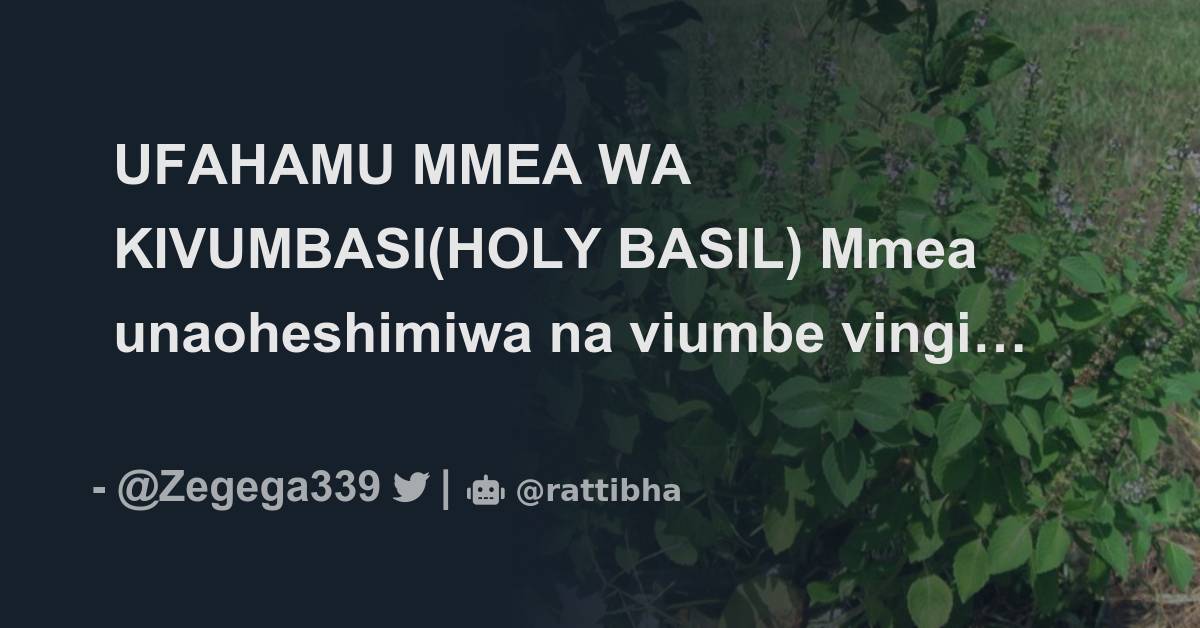 UFAHAMU MMEA WA KIVUMBASI HOLY BASIL Mmea Unaoheshimiwa Na Viumbe