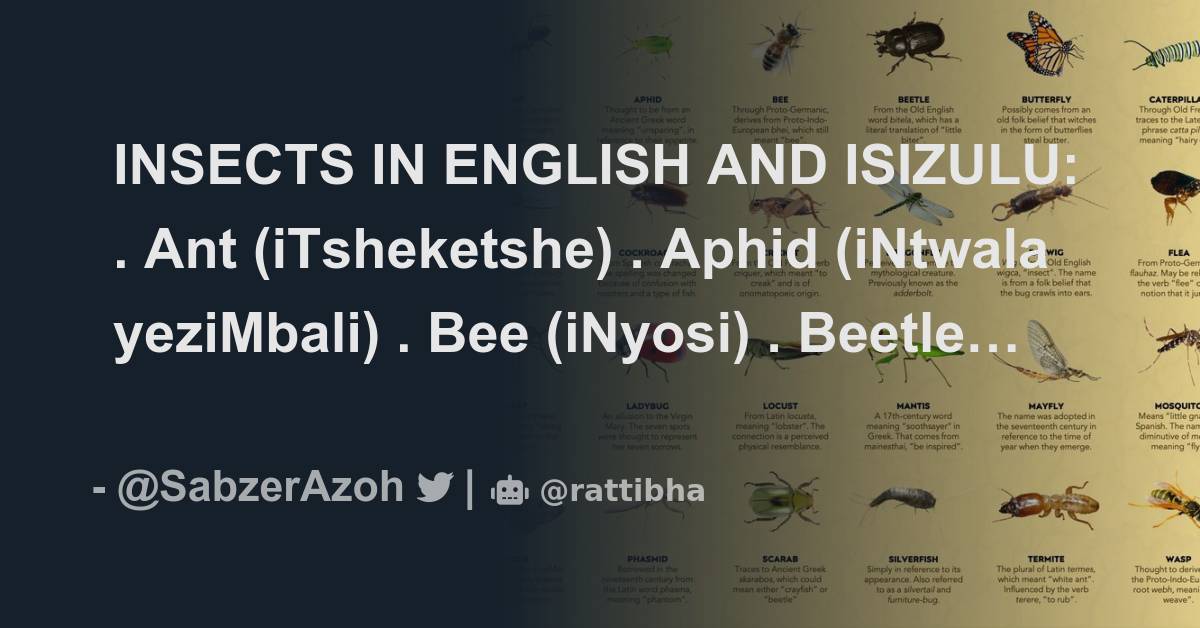 INSECTS IN ENGLISH AND ISIZULU Ant iTsheketshe Aphid iNtwala insects-in-english-and-isizulu-ant-itsheketshe-aphid-intwala