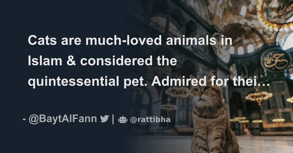 Cats are muchloved animals in Islam & considered the quintessential