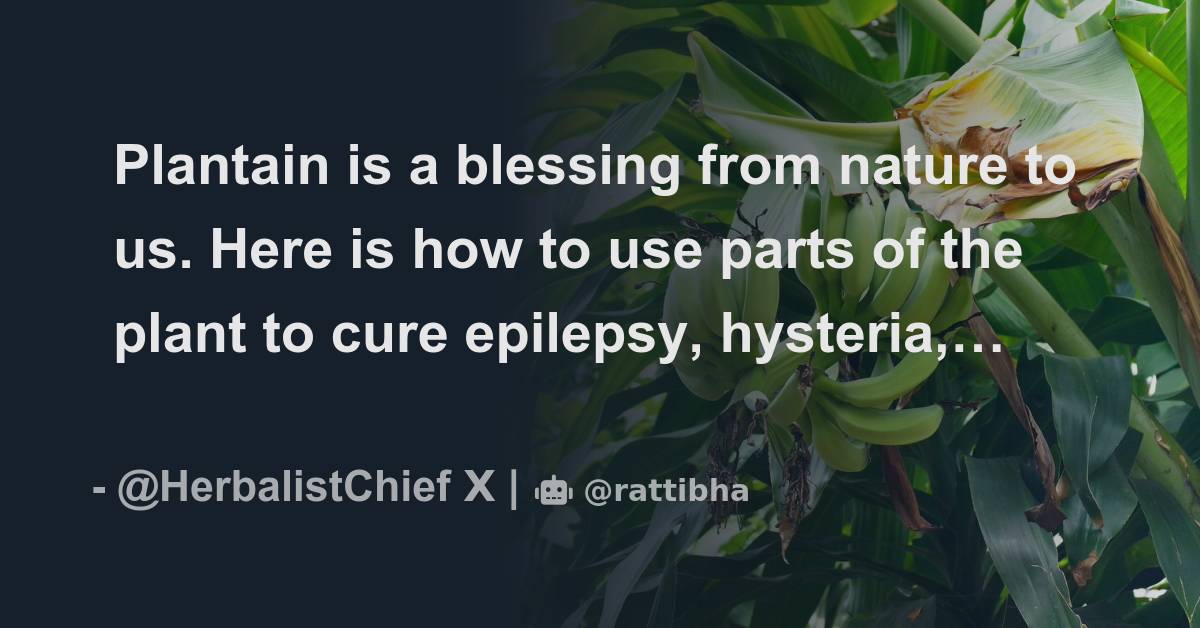 Plantain is a blessing from nature to us. Here is how to use parts of