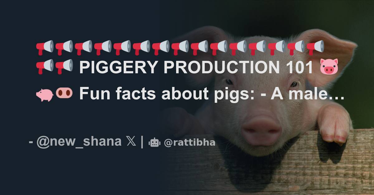 piggery-production-101-fun-facts-about-pigs-a