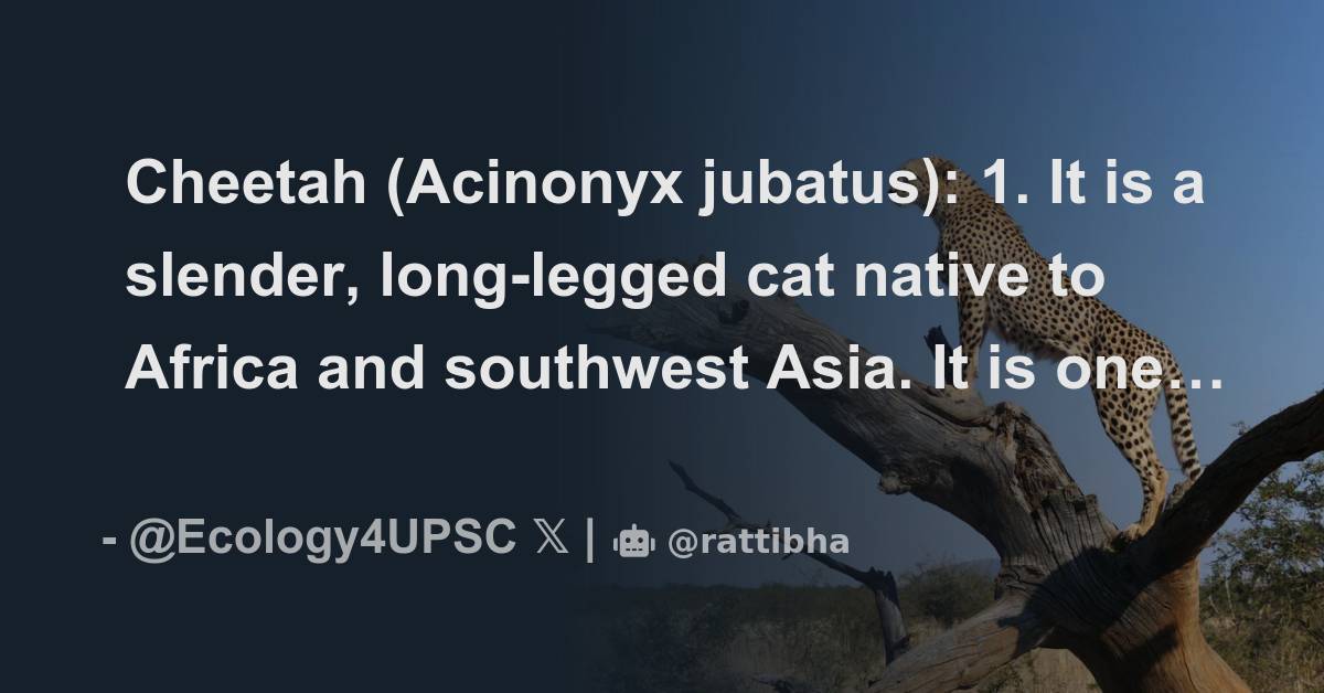Cheetah (Acinonyx jubatus) 1. It is a slender, longlegged cat native
